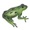Sitting Frog Wall Stencil | 2629 by Designer Stencils | Animal & Nature Stencils | Reusable Art Craft Stencils for Painting on Walls, Canvas, Wood | Reusable Plastic Paint Stencil for Home Makeover | Easy to Use & Clean Art Stencil